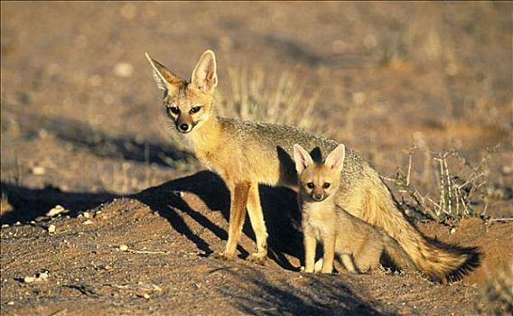 角狐,母兽,幼仔,卡拉哈迪大羚羊国家公园,卡拉哈里沙漠,南非