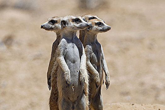 站立,猫鼬,细尾獴属,警戒,卡拉哈迪大羚羊国家公园,北开普,南非,非洲