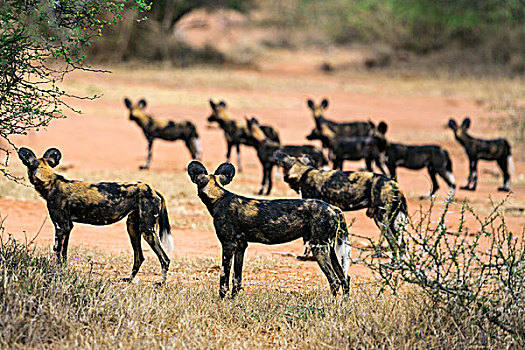 肯尼亚,野狗,展示,独特,色斑,外套,耳,白色,尾部