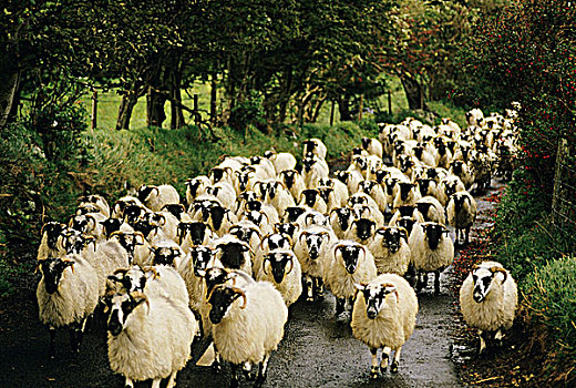 爱尔兰,牧群,绵羊