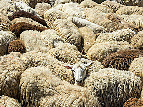 羊群,坎塔布里亚,西班牙,欧洲