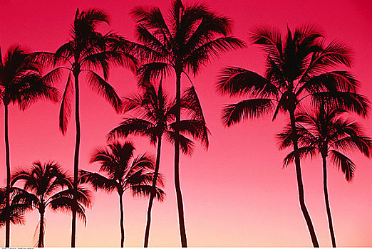 剪影,棕榈树,日落,瓦胡岛,夏威夷,美国