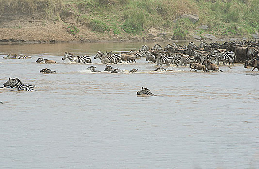 斑马角马群迁徙过河
