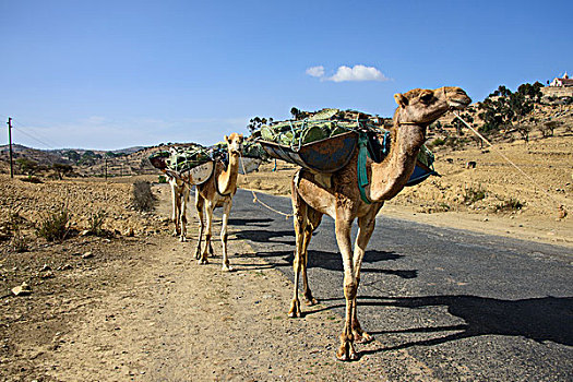骆驼,道路,厄立特里亚,非洲