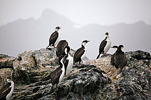 生物群,阿德利企鹅,保利特岛,南极
