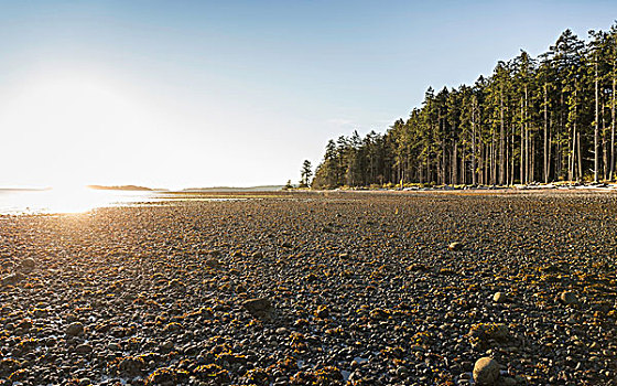 海滩,树林,日出,省立公园,温哥华岛,不列颠哥伦比亚省,加拿大