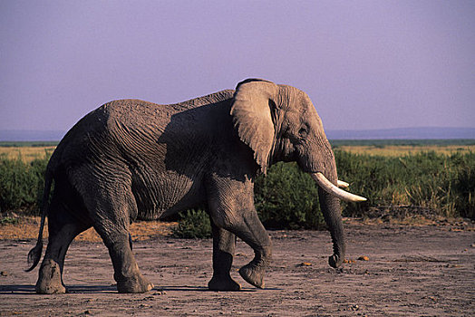 肯尼亚,安伯塞利国家公园,大象,雄性动物