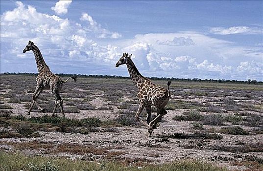 长颈鹿,跑,哺乳动物,埃托沙国家公园,纳米比亚,非洲,动物