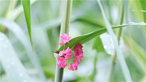 雨后紫薇