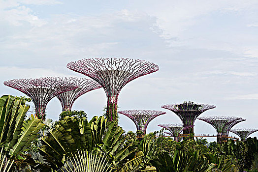 小树林,花园,湾,新加坡,亚洲