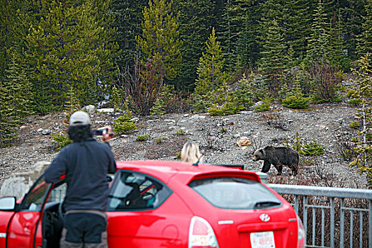 游客,录像,大灰熊,侧面,道路,加拿大,落矶山