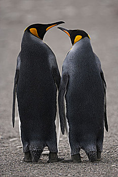 两个,成年,帝企鹅,站立,并排,鸟嘴,南乔治亚