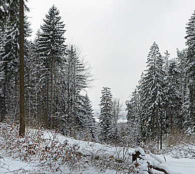 风景,木头,冬天,普拉蒂纳特,巴伐利亚,德国