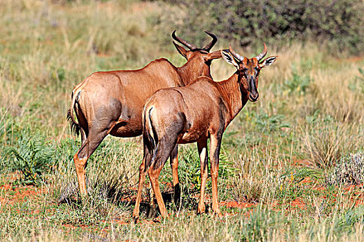 普通,转角牛羚,成年,一对,禁猎区,卡拉哈里沙漠,南非,非洲