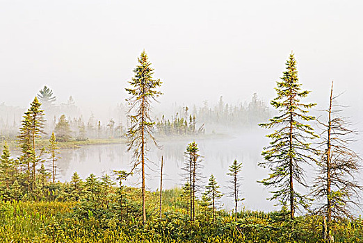 晨雾,黑色,云杉,高地,水塘,贫瘠,阴天,自然保护区,区域,安大略省,加拿大
