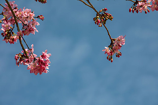 春暖花开樱花背景图