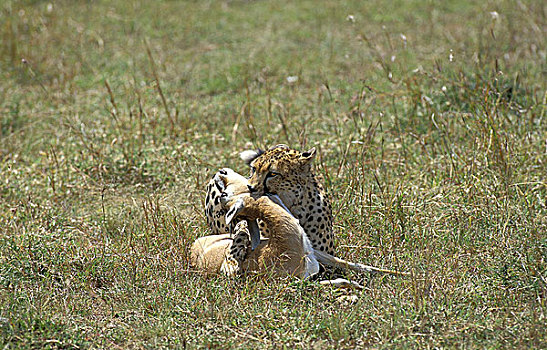 印度豹,猎豹,成年,杀,瞪羚,马赛马拉,公园,肯尼亚