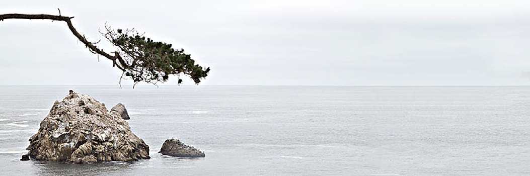 加利福尼亚,太平洋海岸,州立公园,松树,石头