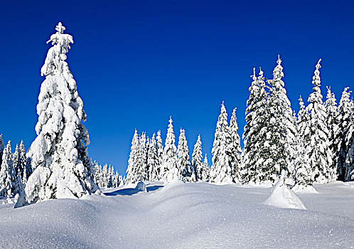 雪,冬季风景,哈尔茨山,国家公园,积雪,云杉,萨克森安哈尔特,德国,欧洲
