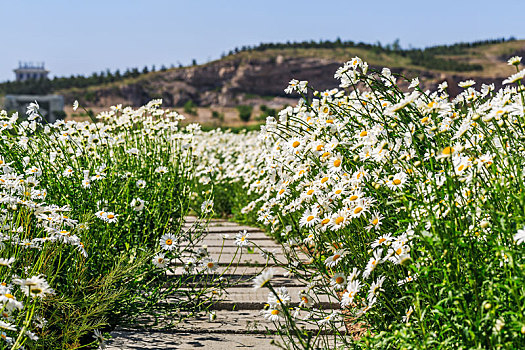 夏初盛开的成片的白色雏菊花田,山东省安丘市齐鲁酒地景区