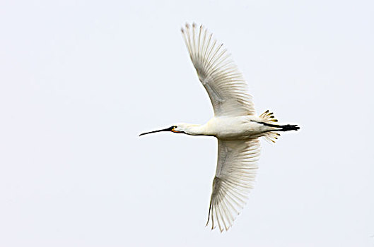 白琵鷺,飞,湖,瑞典