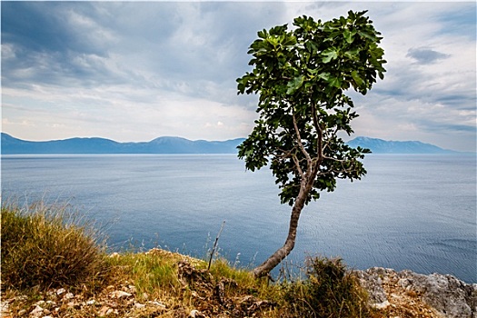 孤单,树,亚德里亚海,背景,达尔马提亚,克罗地亚