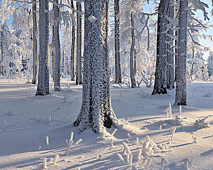 雪,遮盖,树林,格罗塞尔,图林根州,德国