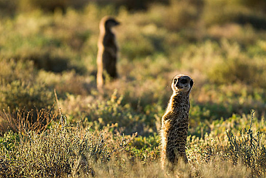 猫鼬,细尾獴属,早晨,亮光,半荒漠,小,西海角,南非,非洲