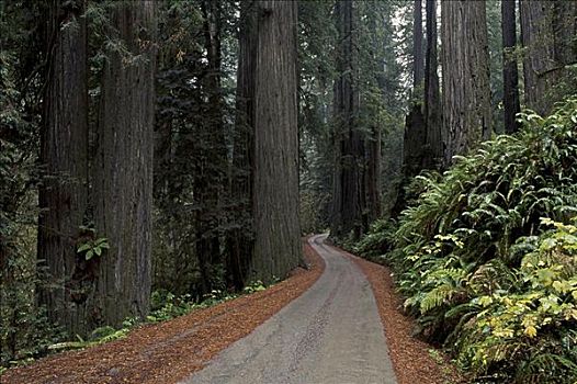红杉国家公园,加利福尼亚