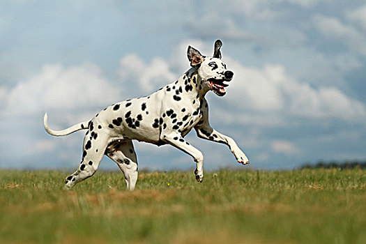 斑点狗,一个,蓝眼睛,跑,草地,不同,彩色,眼睛,德国,欧洲