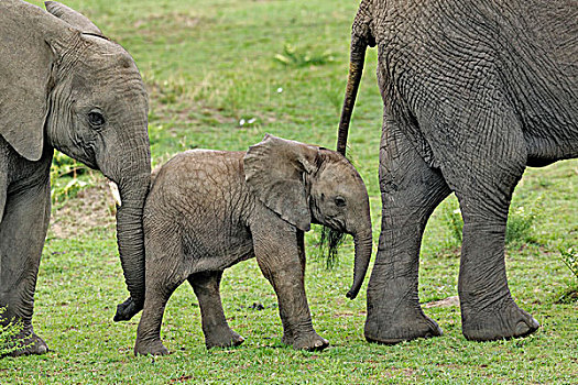 非洲象,塞伦盖蒂国家公园,坦桑尼亚