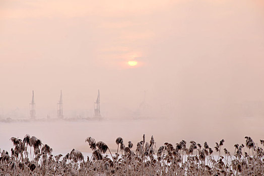 冬季油城雾凇美景