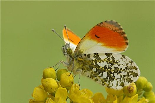 红襟粉蝶,蝴蝶,花,荷兰