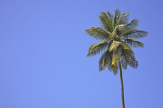 特立尼达和多巴哥,多巴哥岛,岛屿,椰树