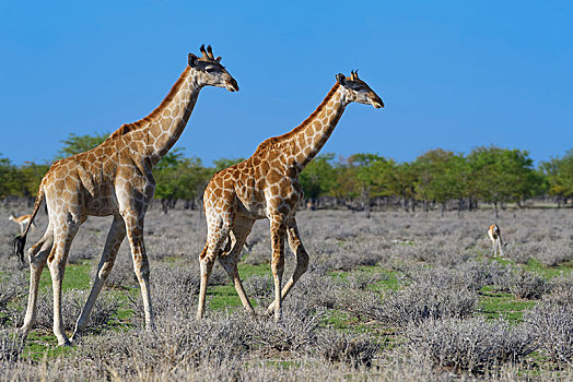 安哥拉,长颈鹿,两个,幼兽,走,埃托沙国家公园,纳米比亚,非洲