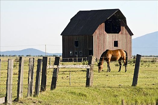 马,放牧,地点,俄勒冈,美国