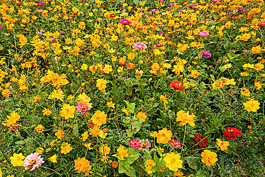 金秋十月的百日菊,步步高