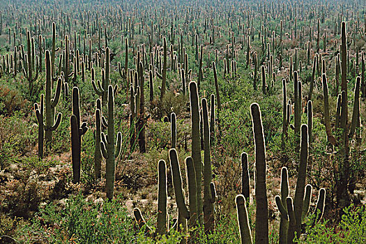 美国,萨瓜罗国家公园,亚利桑那,巨柱仙人掌,索诺拉沙漠,巨人柱仙人掌