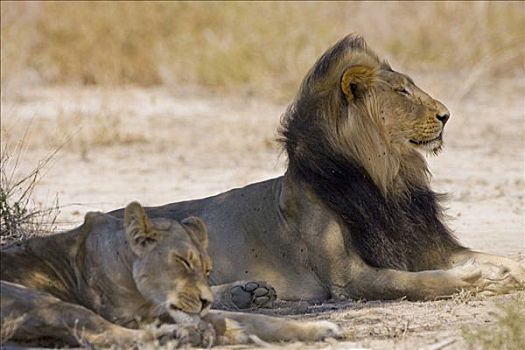 狮子,雌狮,卡拉哈里沙漠,南非,非洲
