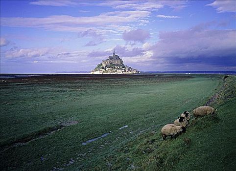 绵羊,诺曼底,法国