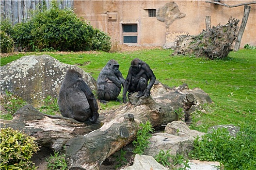 大猩猩,家族,动物园