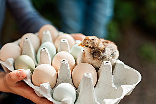 拿着,鸡蛋格,蛋,幼禽