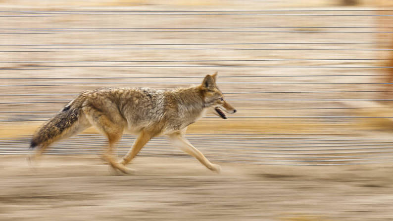 奔跑的狼正面图片