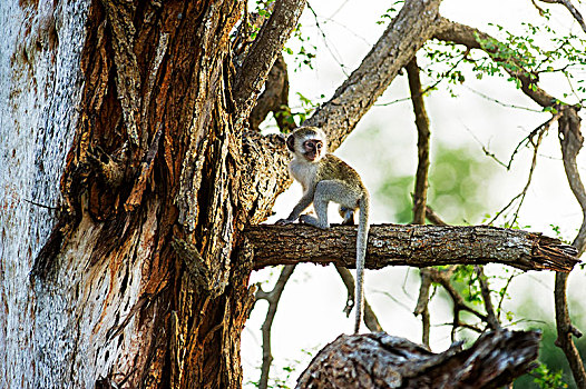 长尾黑颚猴,克鲁格国家公园,南非