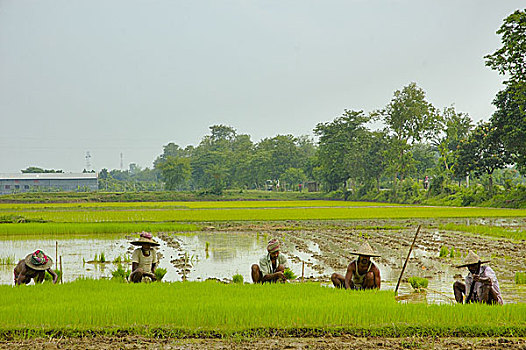 孟加拉,农民,工作,稻田,六月,2007年