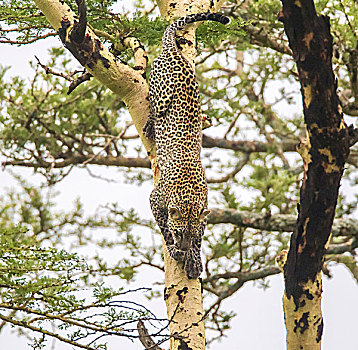 幼小,豹,小心,黄色,刺槐,全身,恩戈罗恩戈罗,保护区,坦桑尼亚