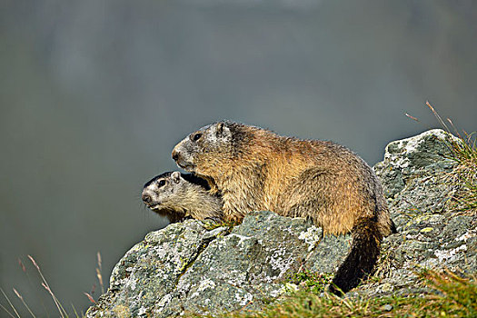 土拨鼠,上陶恩山国家公园,奥地利,欧洲