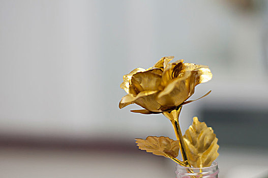 金色的玫瑰