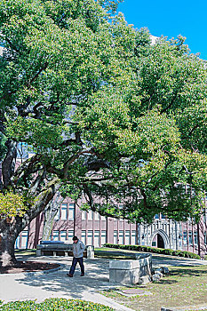 帝国大学的树