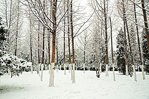 雪景